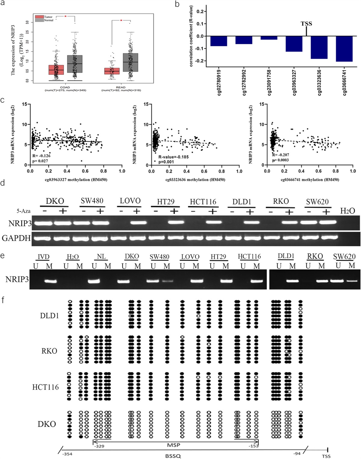 Methylation of NRIP3 Is a Synthetic Lethal Marker for Combined PI3K and ATR/ATM Inhibitors in Colorectal Cancer