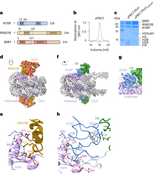 Structural basis of the histone ubiquitination read–write mechanism of RYBP–PRC1