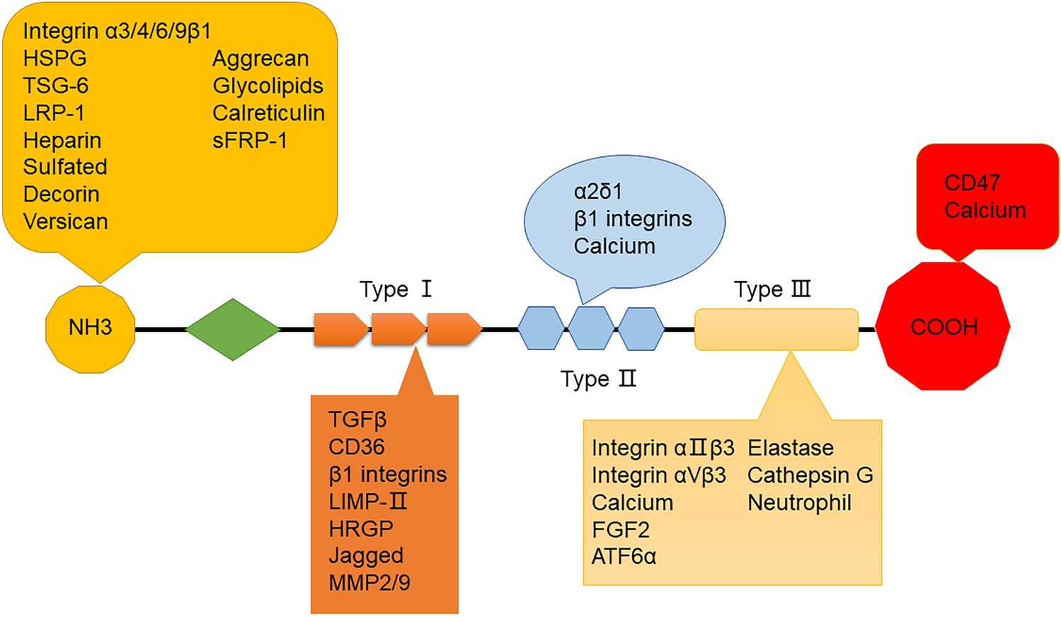 The Contributions of Thrombospondin-1 to Epilepsy Formation