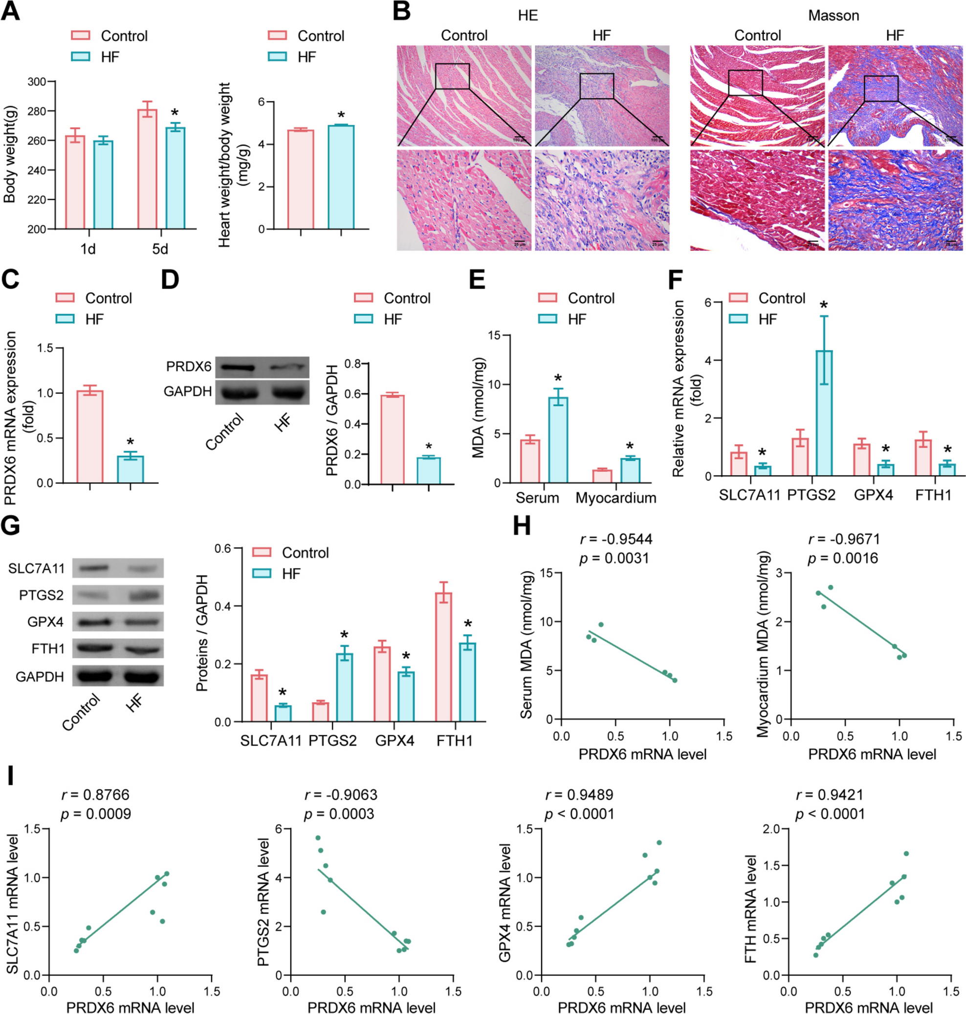 PRDX6 alleviated heart failure by inhibiting doxorubicin-induced ferroptosis through the JAK2/STAT1 pathway inactivation