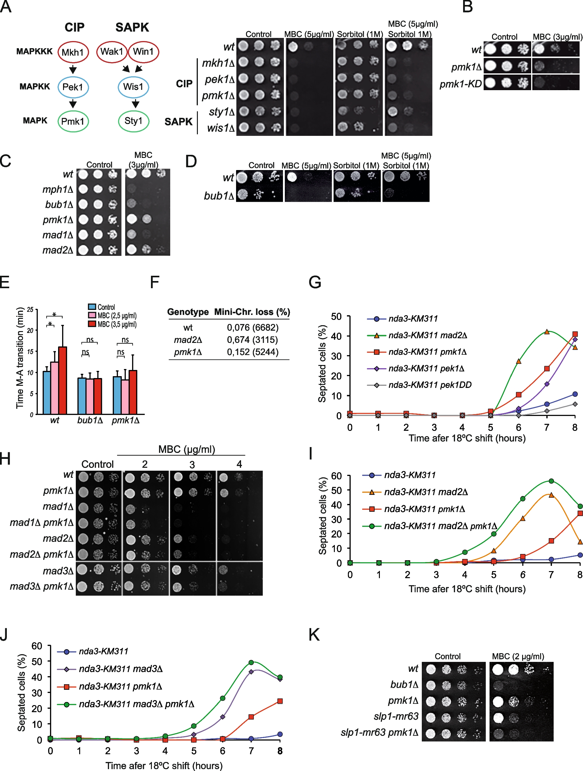 MAPK-dependent control of mitotic progression in S. pombe