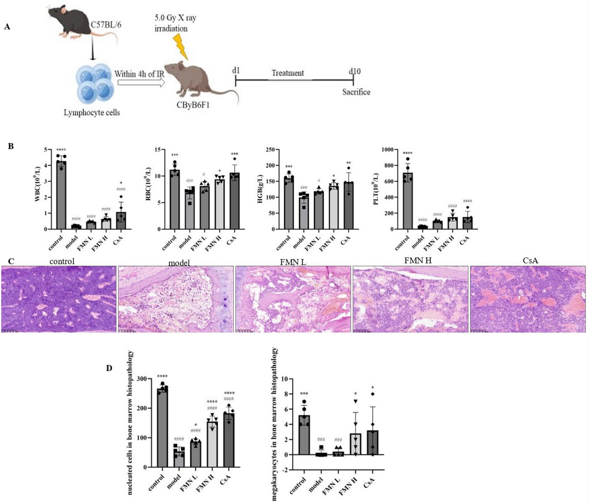 Formononetin reverses Treg/Th17 imbalance in immune-mediated bone marrow failure mice by regulating the PI3K/Akt signaling pathway