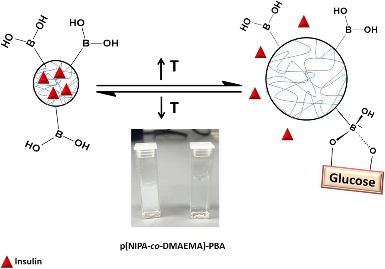 Synthesis of multi-responsive poly(NIPA-co-DMAEMA)-PBA hydrogel nanoparticles in aqueous solution for application as glucose-sensitive insulin-releasing nanoparticles