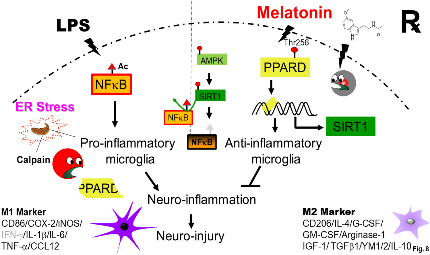 Melatonin Enhanced Microglia M2 Polarization in Rat Model of Neuro-inflammation Via Regulating ER Stress/PPARδ/SIRT1 Signaling Axis