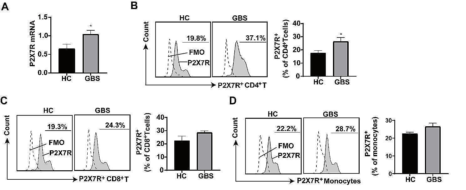 P2X7 receptor antagonists modulate experimental autoimmune neuritis via regulation of NLRP3 inflammasome activation and Th17 and Th1 cell differentiation