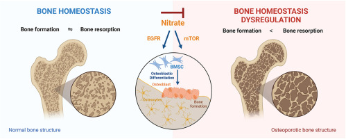 Salivary nitrate prevents osteoporosis via regulating bone marrow mesenchymal stem cells proliferation and differentiation