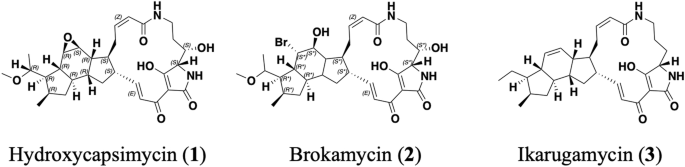 New polycyclic tetramate macrolactams with antimycobacterial activity produced by marine-derived Streptomyces sp. KKMA-0239