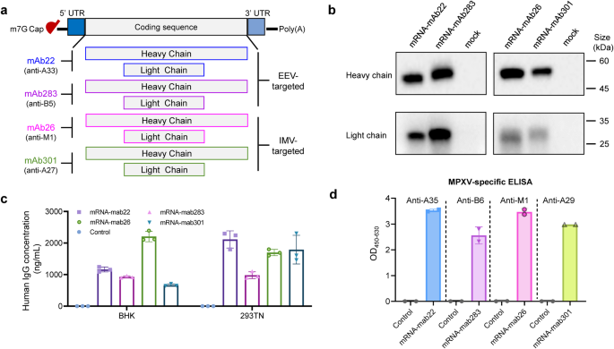 Rapid development of double-hit mRNA antibody cocktail against orthopoxviruses