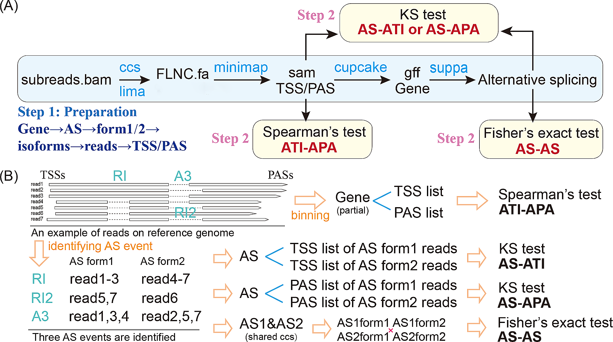 ASAPA: a bioinformatic pipeline based on Iso-Seq that identifies the links among alternative splicing, alternative transcription initiation and alternative polyadenylation