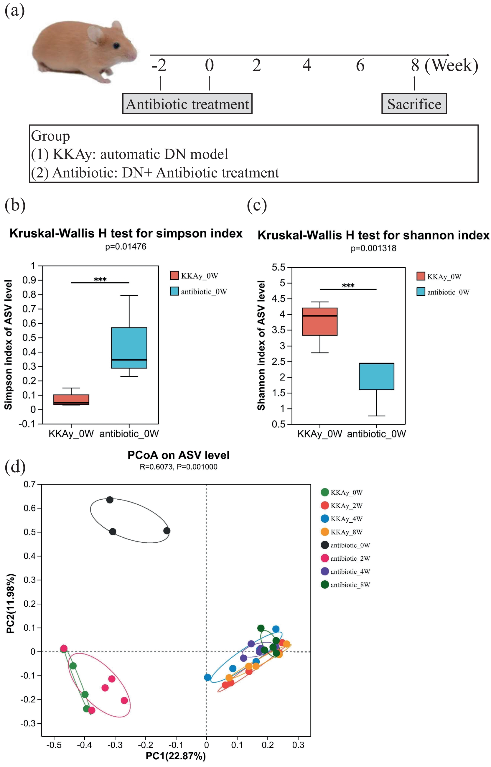 Gut microbiota dynamics in KK-Ay mice: restoration following antibiotic treatment