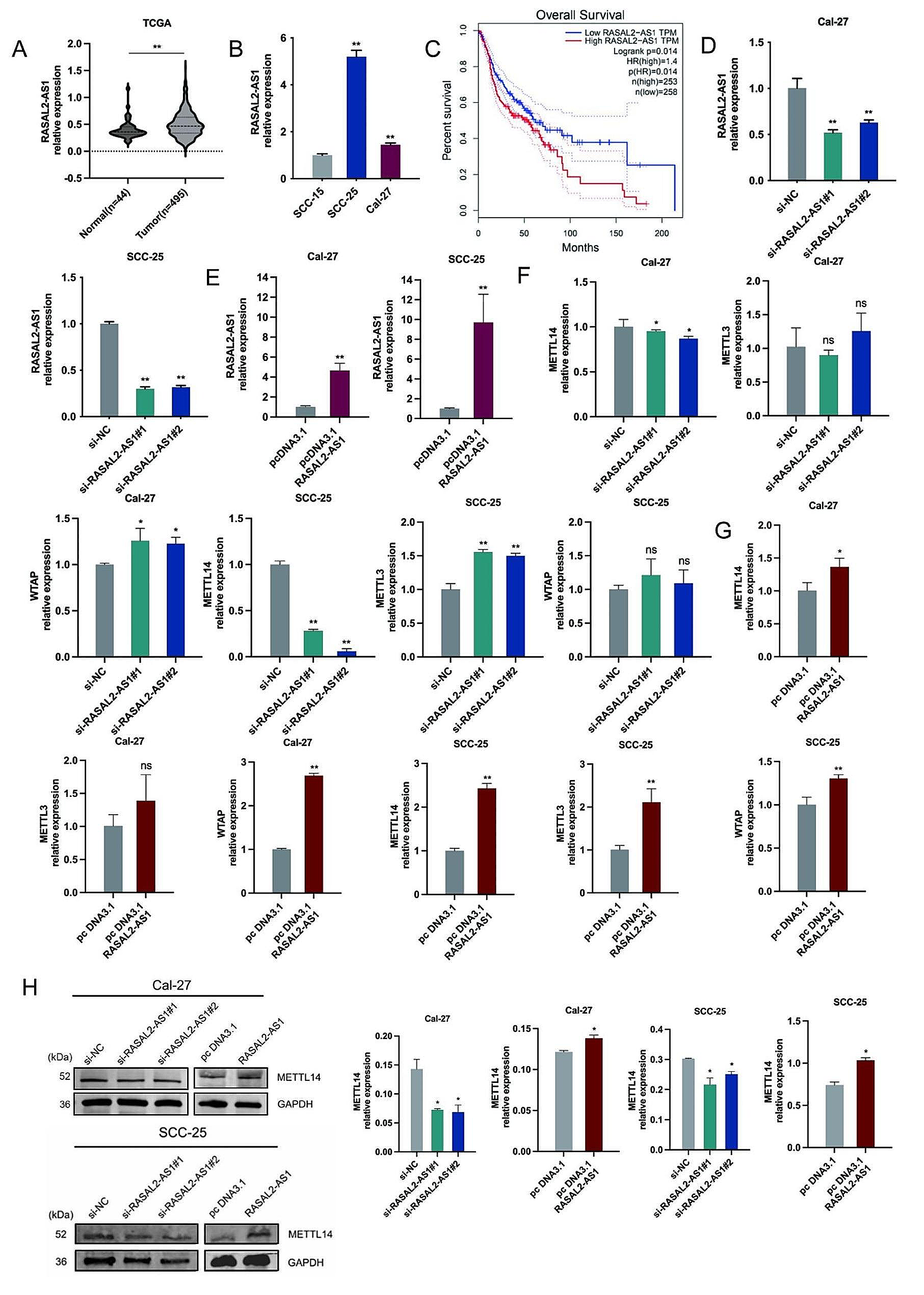 LncRNA RASAL2-AS1 promotes METTL14-mediated m6A methylation in the proliferation and progression of head and neck squamous cell carcinoma