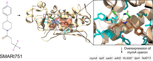 Crystal structure of the Mycobacterium tuberculosis VirS regulator reveals its interaction with the lead compound SMARt751