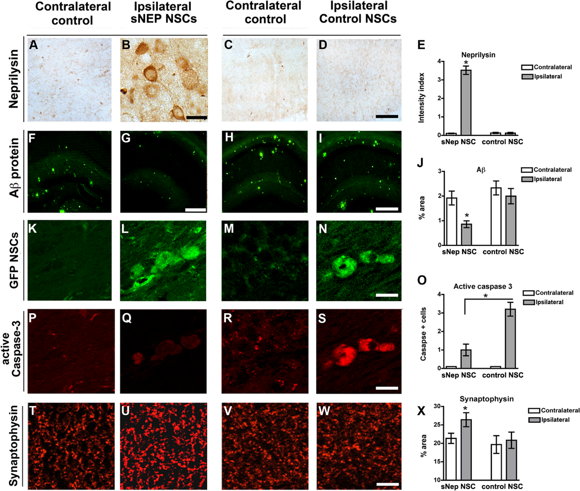 Correction: Neural stem cells genetically-modified to express neprilysin reduce pathology in Alzheimer transgenic models