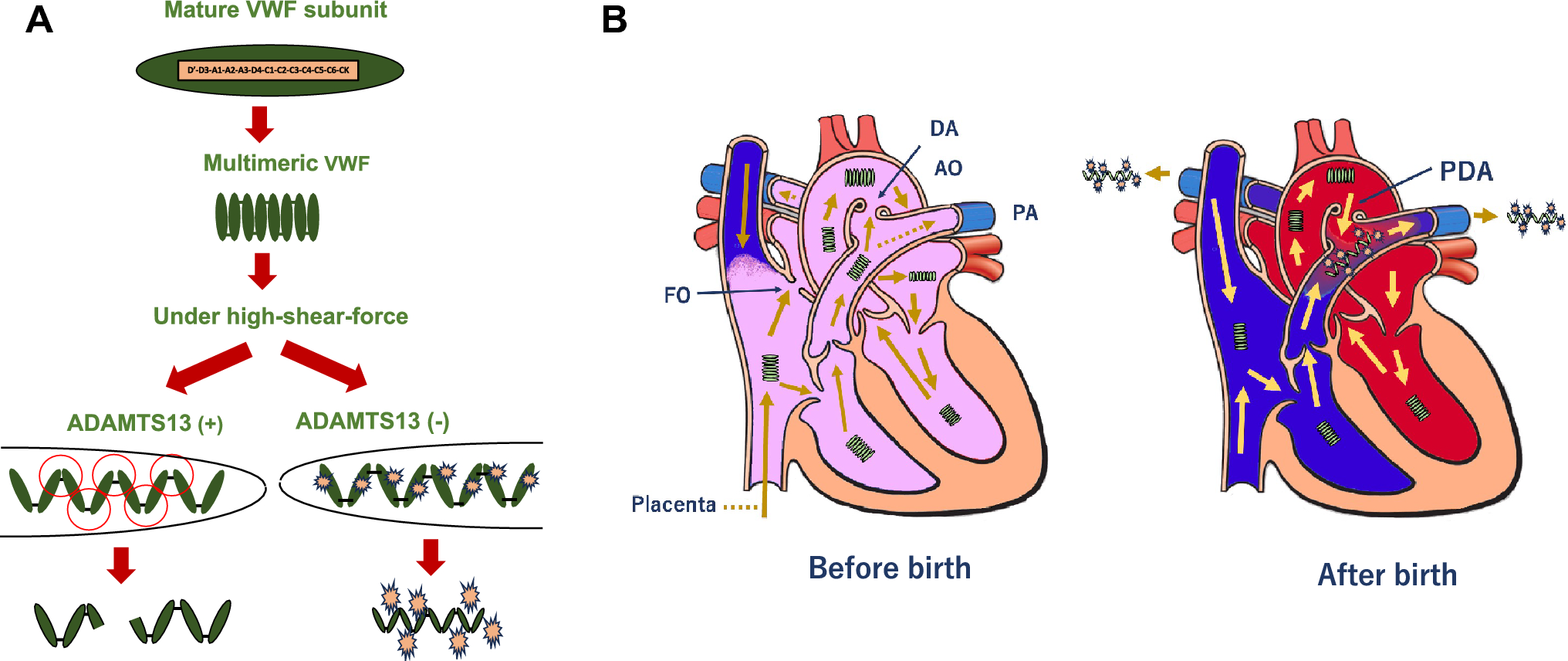 Hereditary TTP/Upshaw–Schulman syndrome: the ductus arteriosus controls newborn survival