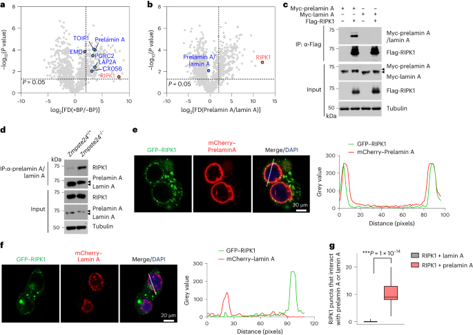 Defective prelamin A processing promotes unconventional necroptosis driven by nuclear RIPK1