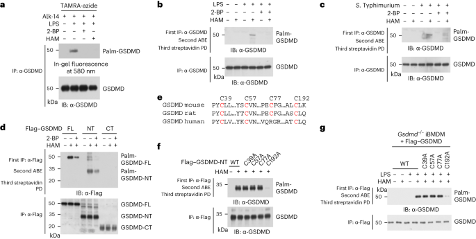 A palmitoylation–depalmitoylation relay spatiotemporally controls GSDMD activation in pyroptosis