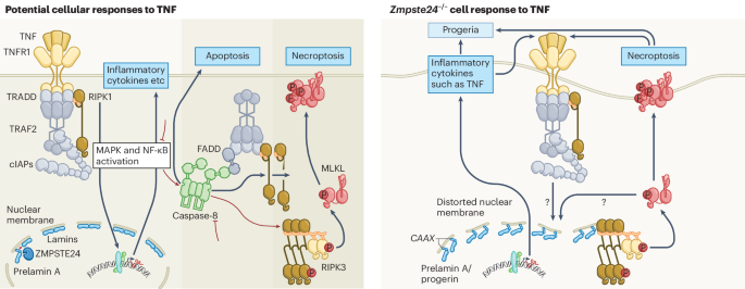 RIPK1 and necroptosis role in premature ageing