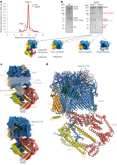 Structural insights into the mechanism of protein transport by the Type 9 Secretion System translocon