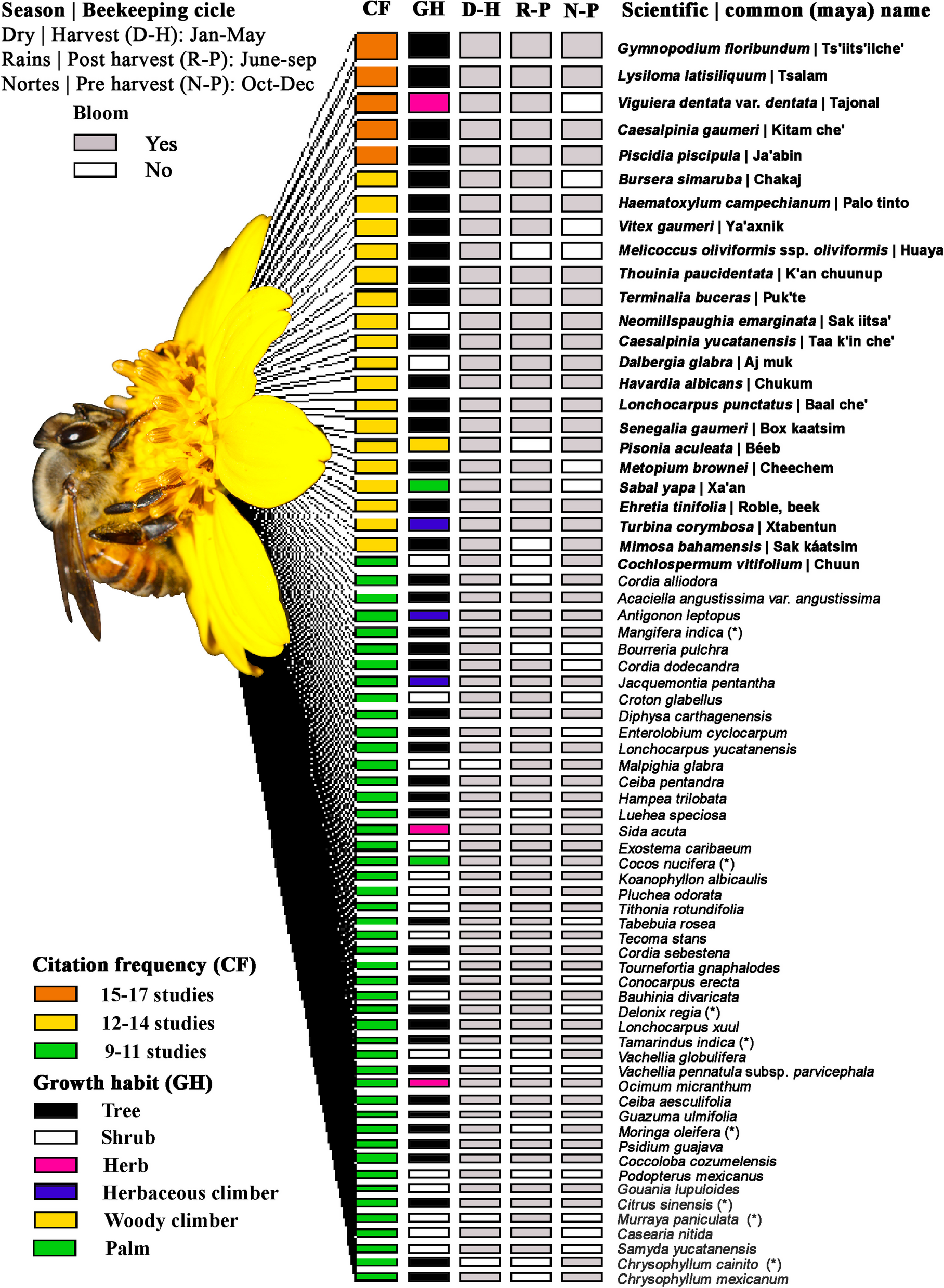 A review of the melliferous flora of Yucatan peninsula, Mexico, on the basis for the honey production cycle