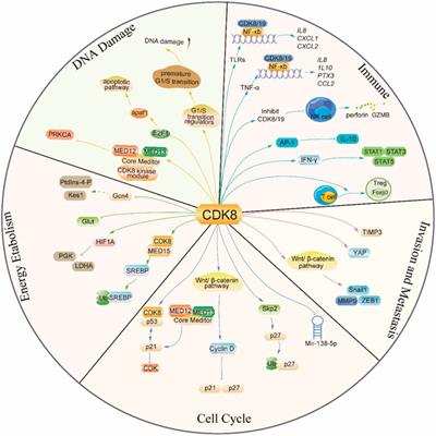 Unveiling the impact of CDK8 on tumor progression: mechanisms and therapeutic strategies
