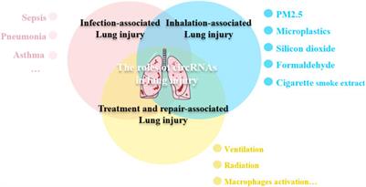 Functional roles of circular RNAs in lung injury
