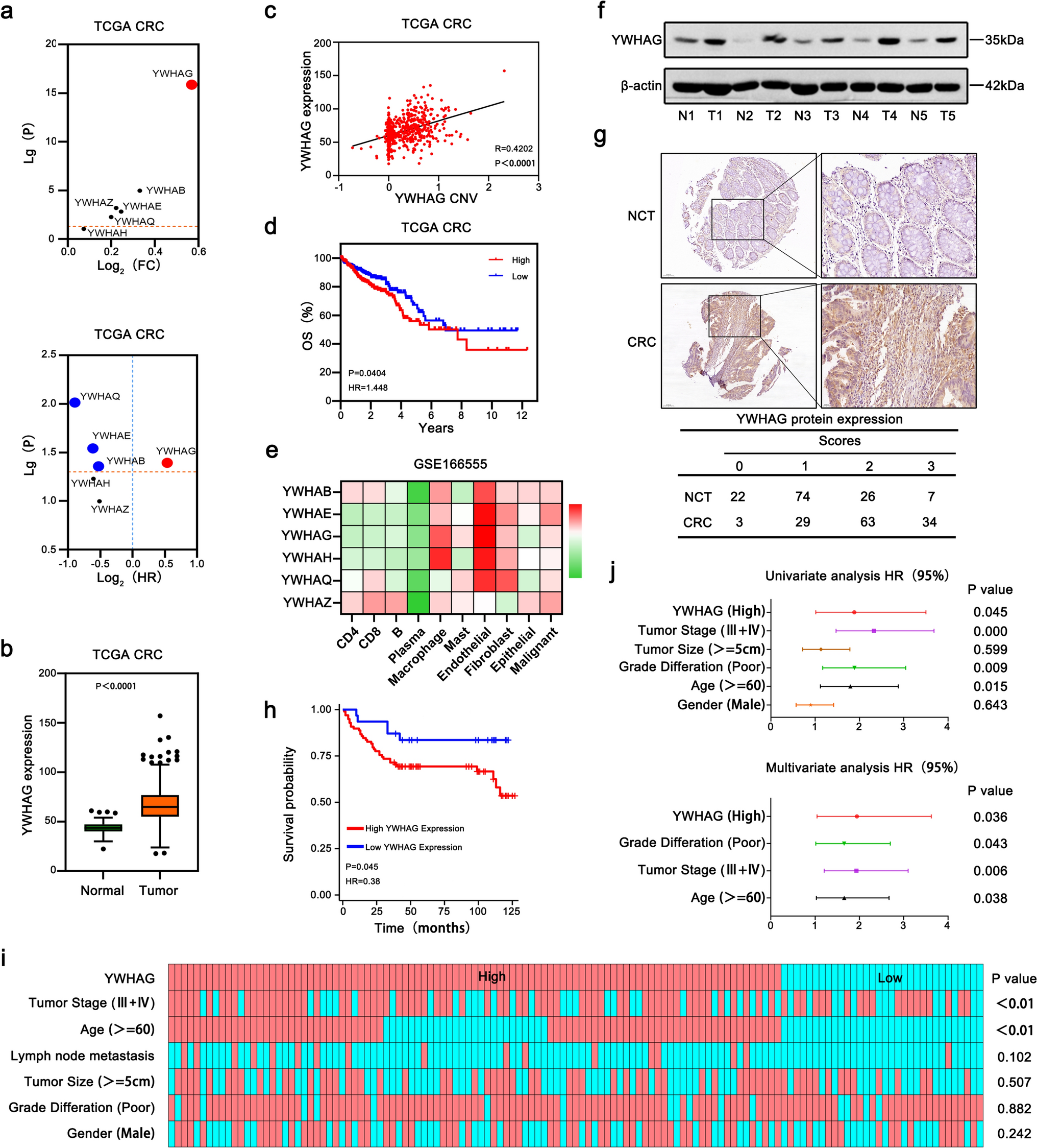 YWHAG promotes colorectal cancer progression by regulating the CTTN-Wnt/β-catenin signaling axis