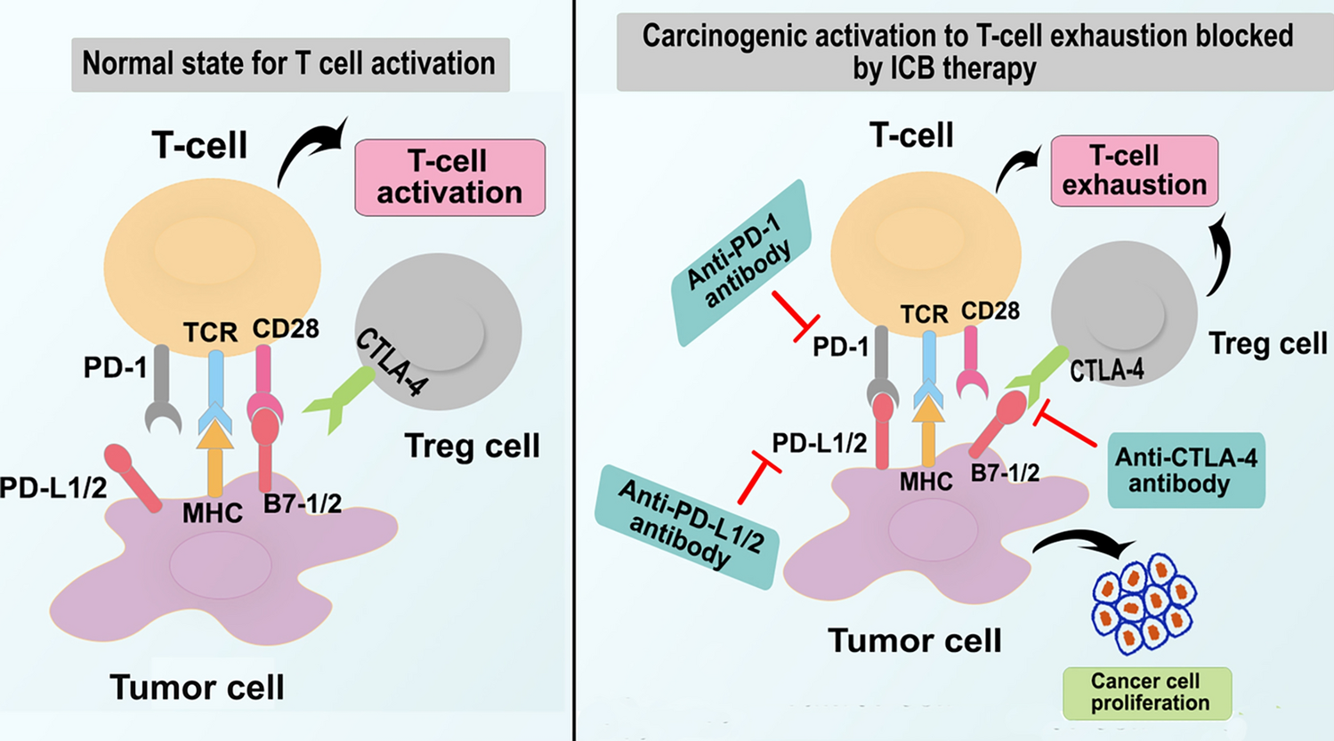 Potential role of immune cell therapy in gynecological cancer and future promises: a comprehensive review