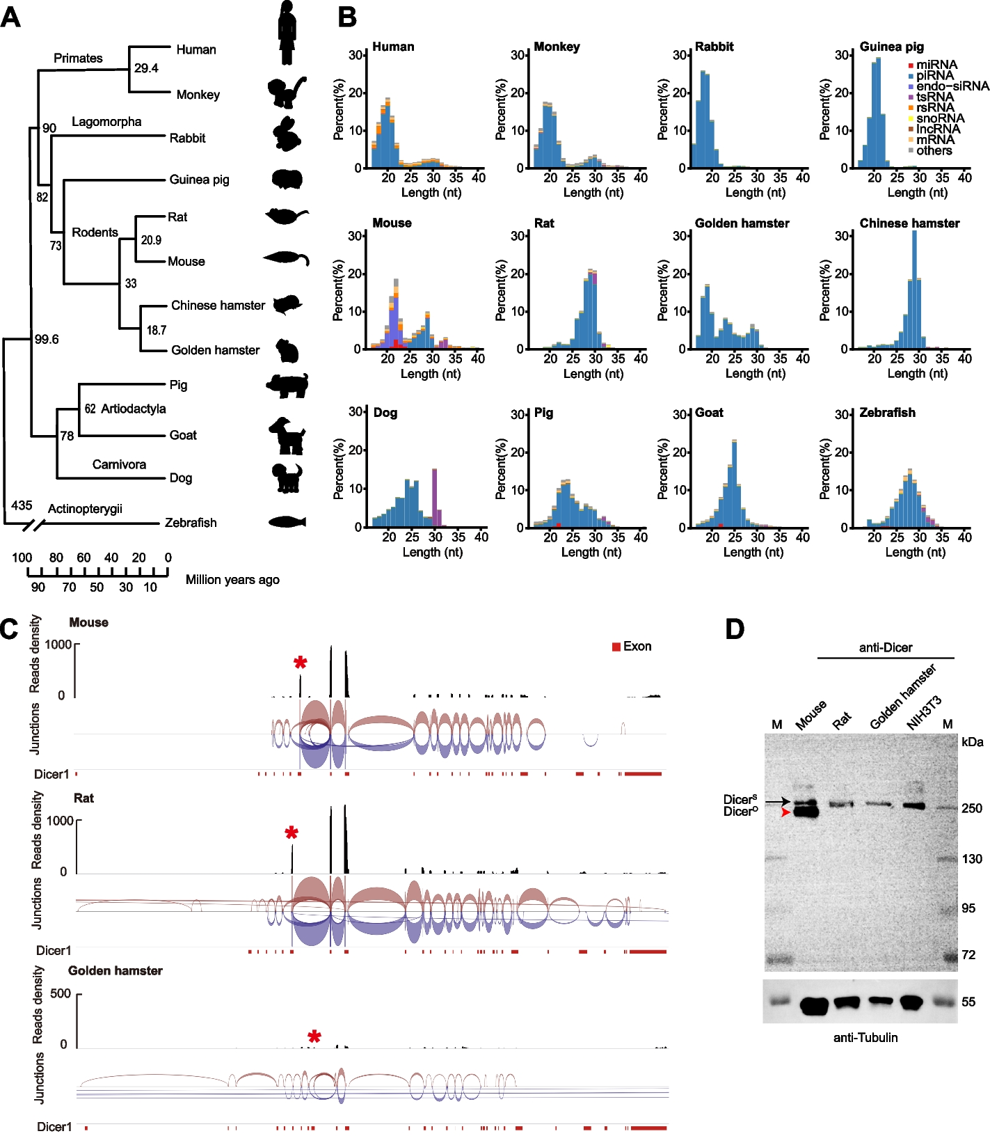 Divergent composition and transposon-silencing activity of small RNAs in mammalian oocytes