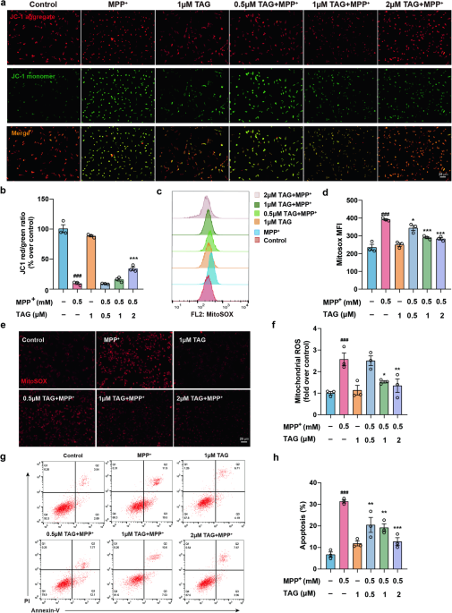 The marine-derived compound TAG alleviates Parkinson’s disease by restoring RUBCN-mediated lipid metabolism homeostasis