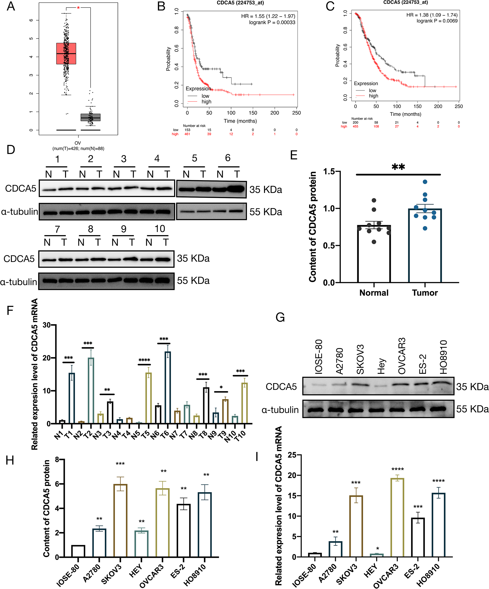 CDCA5 promoted cell invasion and migration by activating TGF-β1 pathway in human ovarian cancer cells