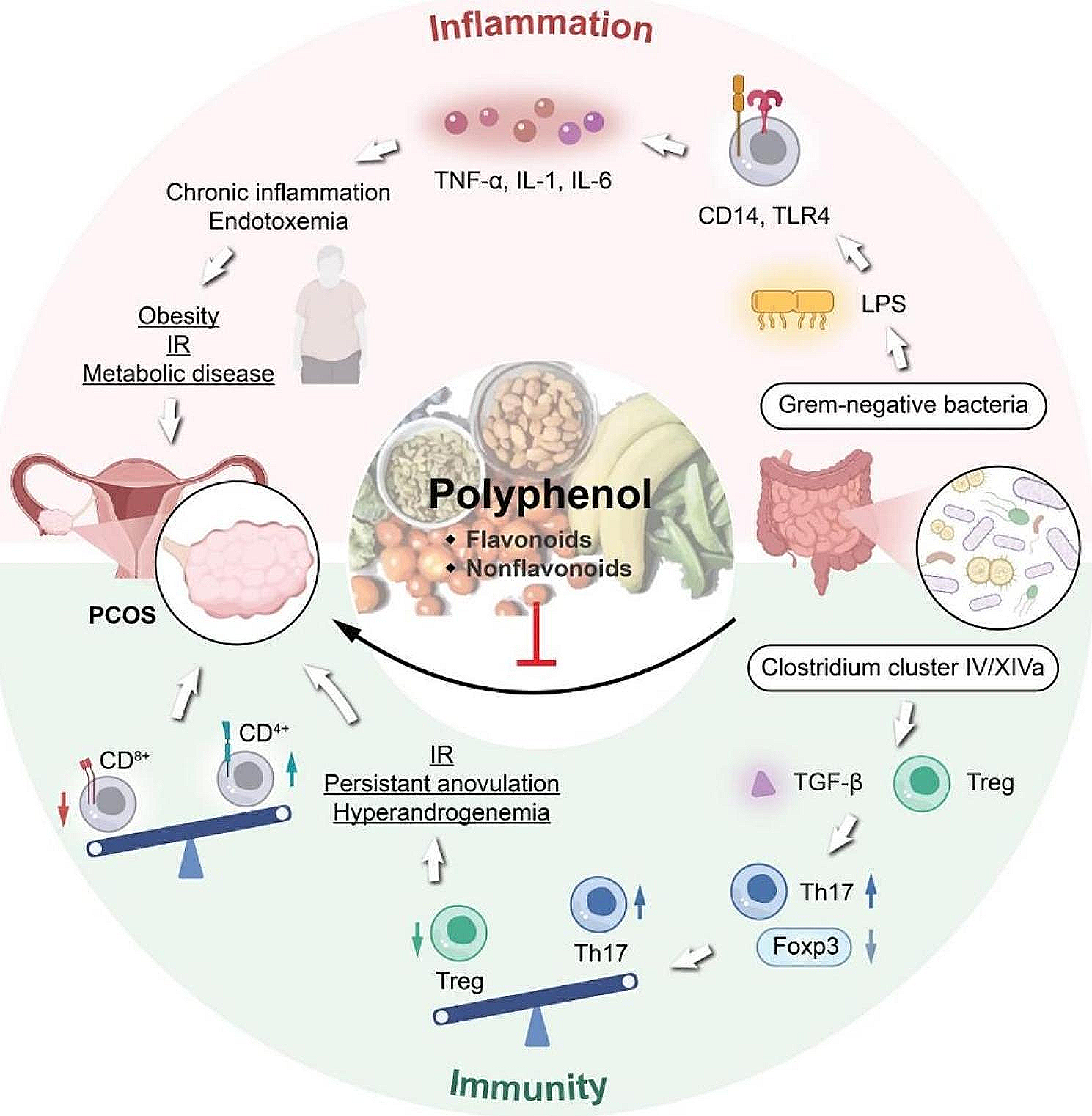 Role of polyphenols in remodeling the host gut microbiota in polycystic ovary syndrome