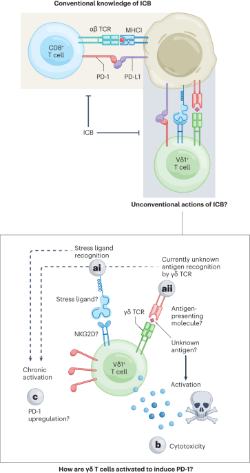 γδ T cells as unconventional targets of checkpoint blockade