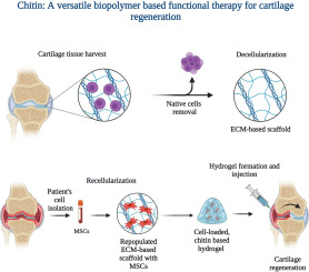 Chitin: A versatile biopolymer-based functional therapy for cartilage regeneration