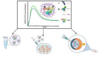 In vitro and in vivo characterization of human serum albumin-based PEGylated nanoparticles for BDNF and NT3 codelivery