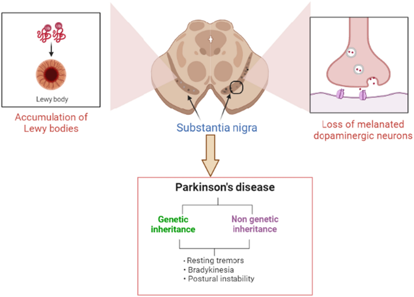 Role of GABA pathway in motor and non-motor symptoms in Parkinson's disease: a bidirectional circuit