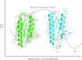 The mechanism of folding of human frataxin in comparison to the yeast homologue – broad energy barriers and the general properties of the transition state