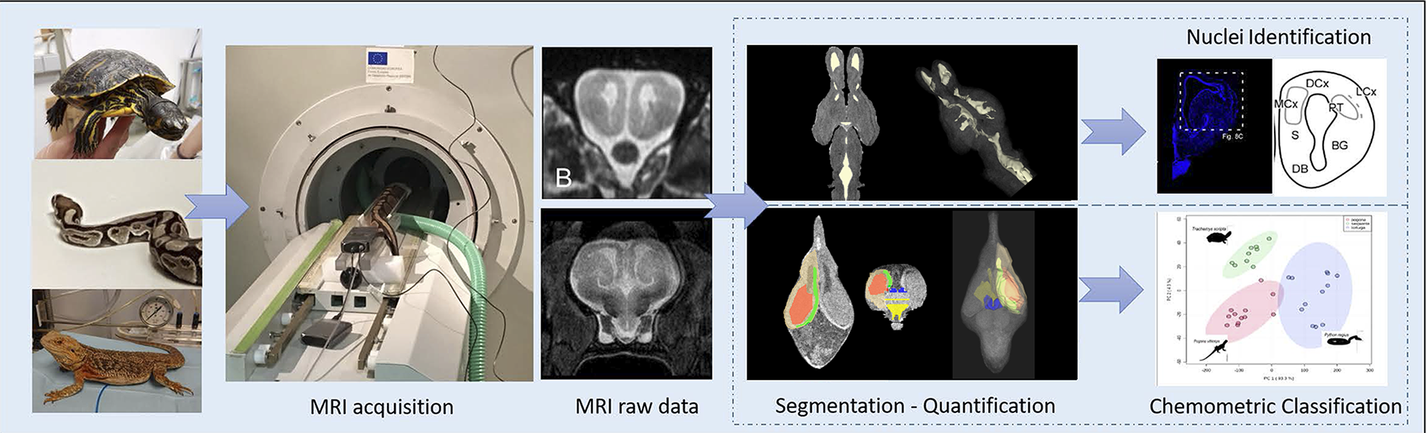 Comparative MRI analysis of the forebrain of three sauropsida models