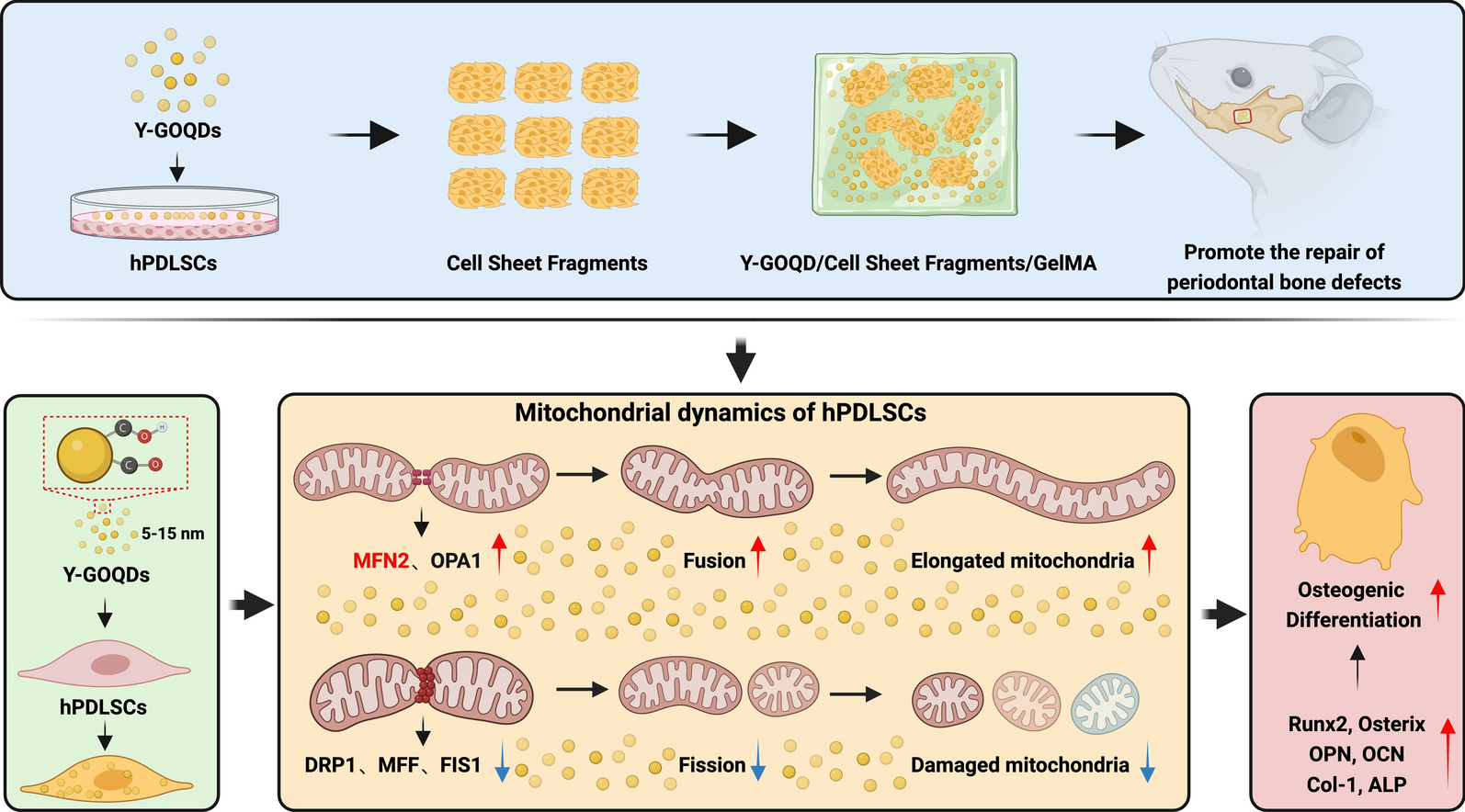Human periodontal ligament stem cell sheets activated by graphene oxide quantum dots repair periodontal bone defects by promoting mitochondrial dynamics dependent osteogenic differentiation