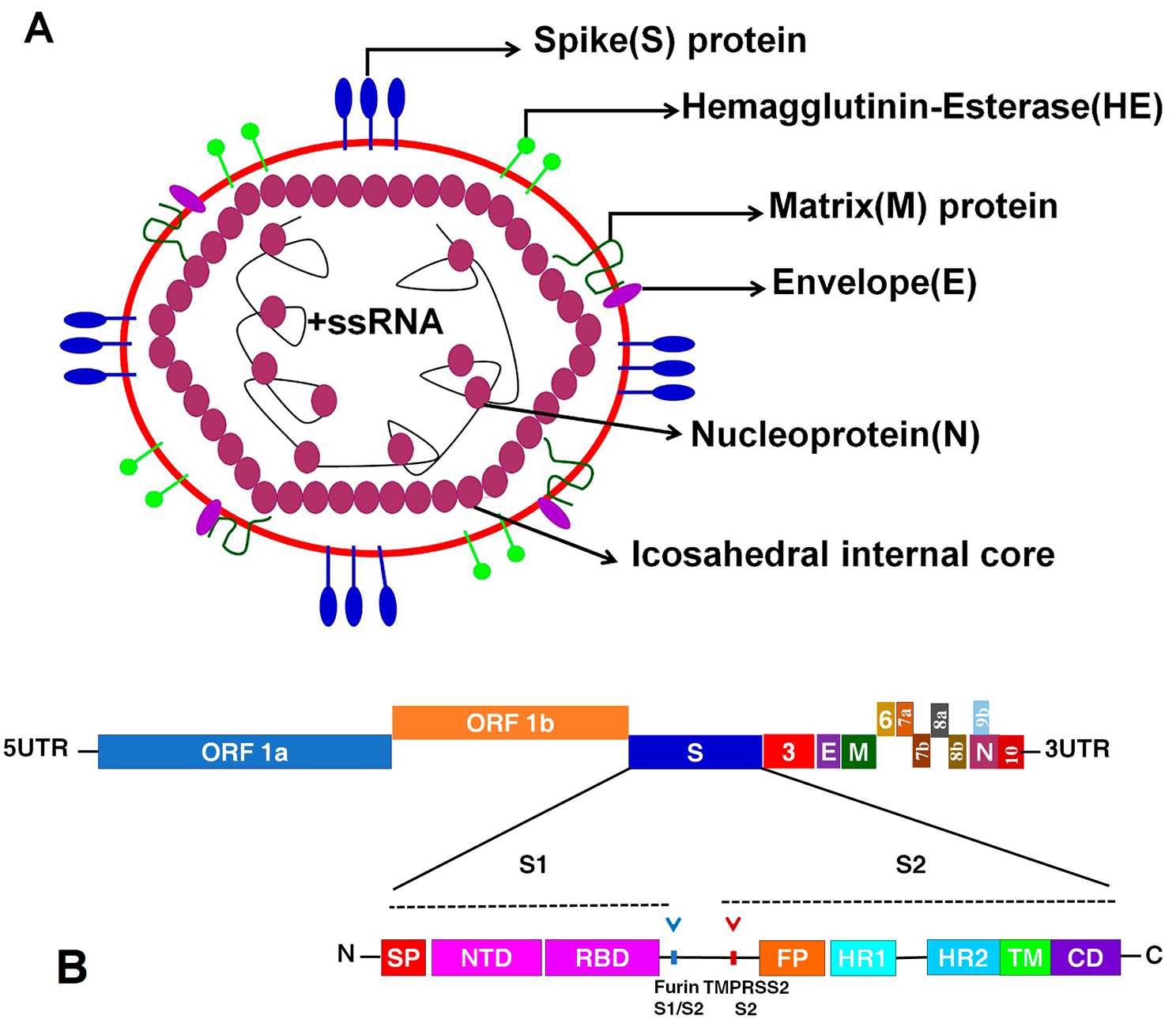 SARS-CoV-2 outbreak: role of viral proteins and genomic diversity in virus infection and COVID-19 progression