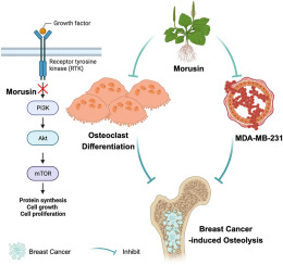 Morusin inhibits breast cancer-induced osteolysis by decreasing phosphatidylinositol 3-kinase (PI3K)-mTOR signalling