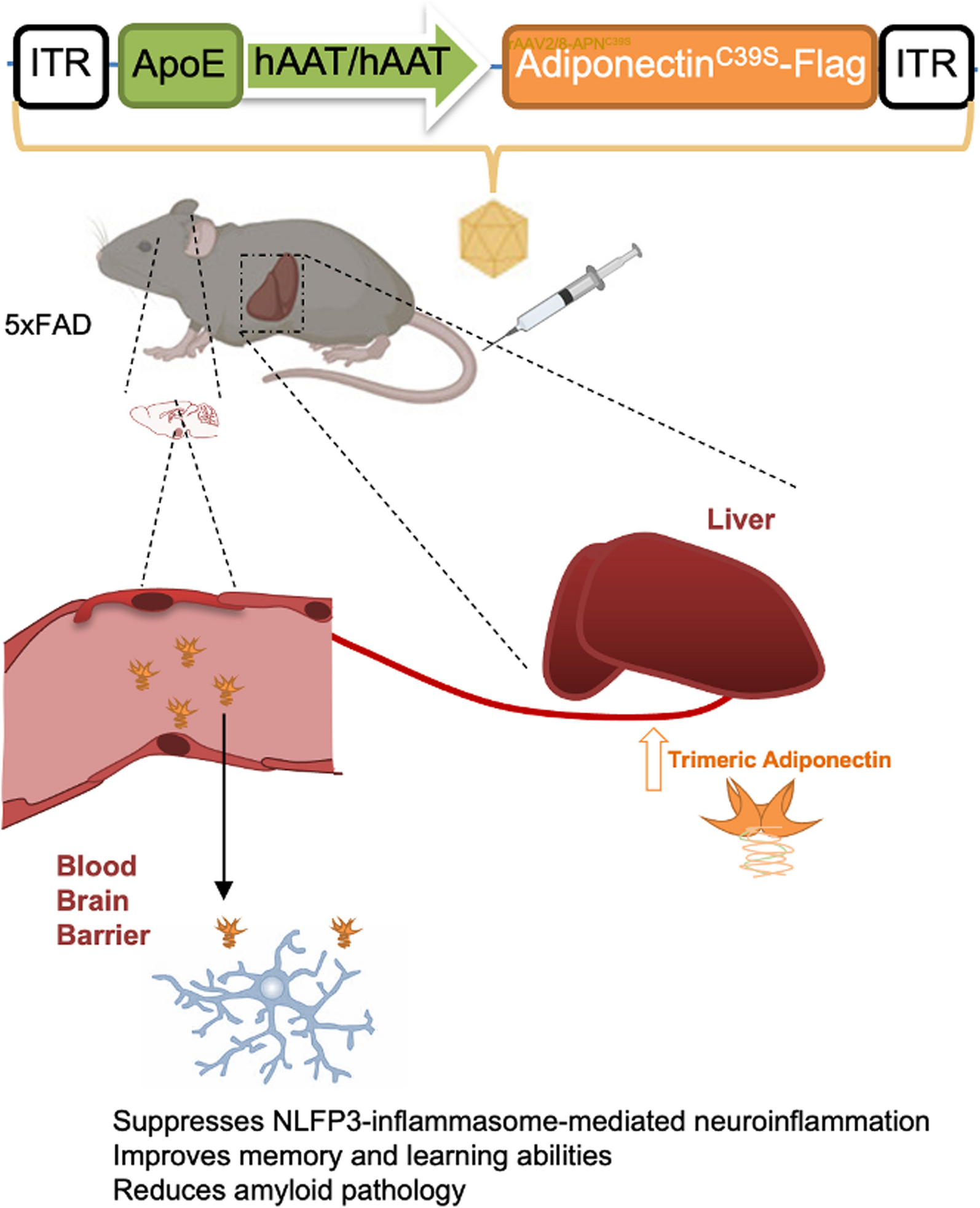Liver-specific adiponectin gene therapy suppresses microglial NLRP3-inflammasome activation for treating Alzheimer’s disease