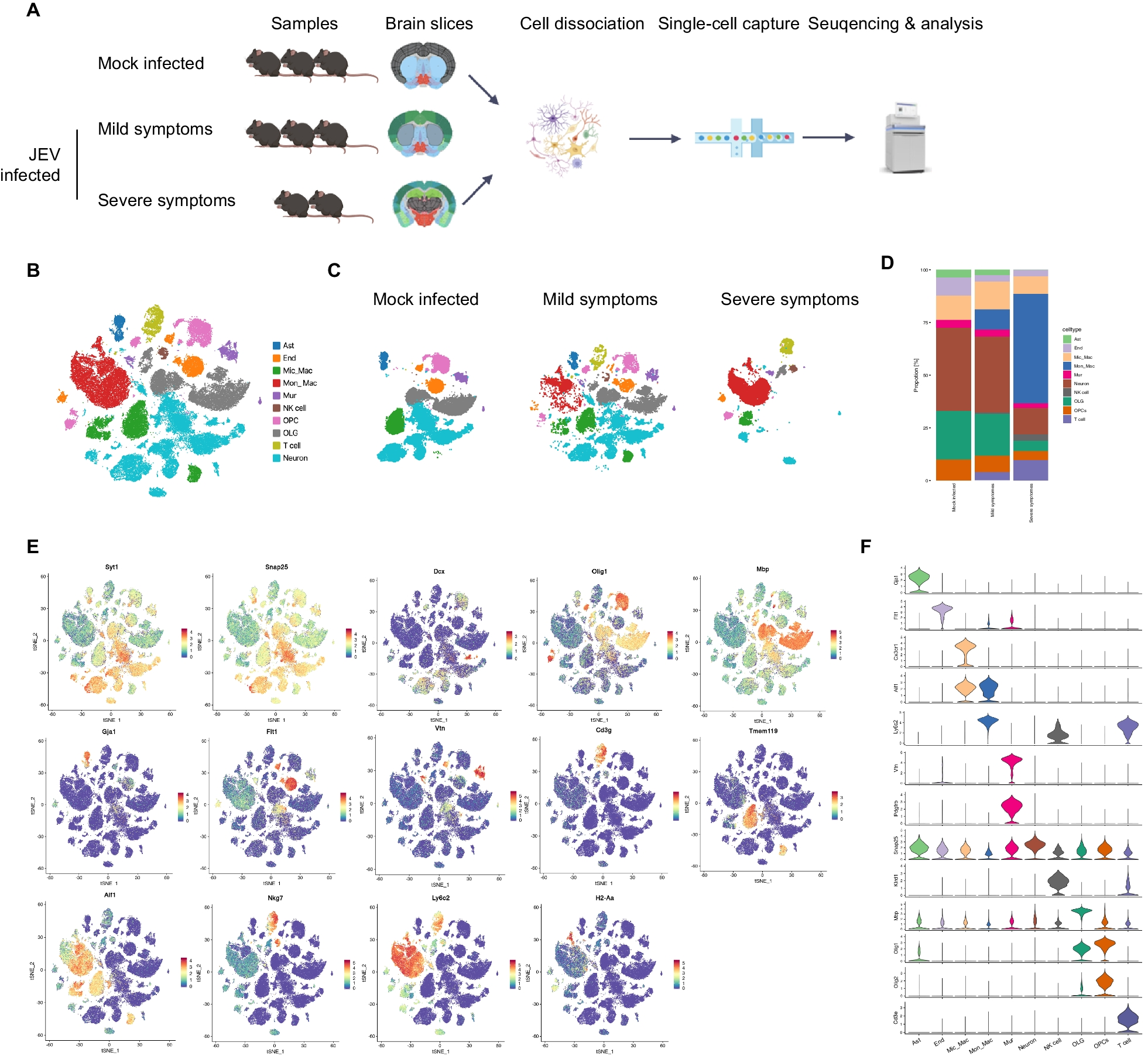 Single-cell RNA sequencing reveals the immune features and viral tropism in the central nervous system of mice infected with Japanese encephalitis virus