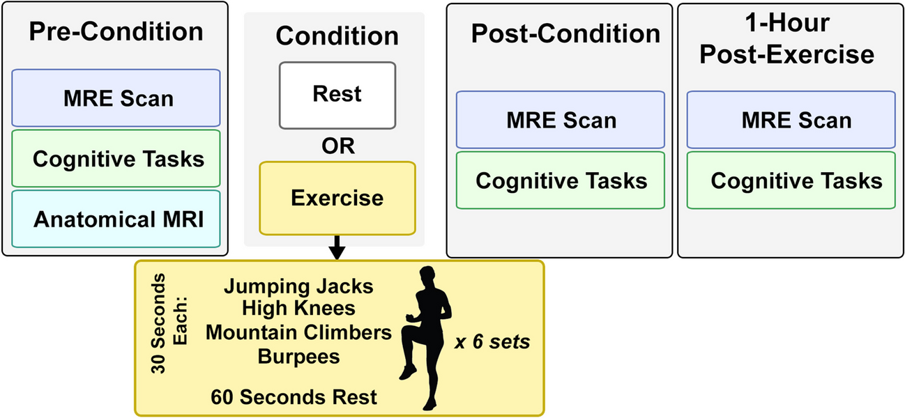 Acute effects of high-intensity exercise on brain mechanical properties and cognitive function