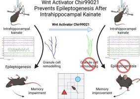 Canonical Wnt activator Chir99021 prevents epileptogenesis in the intrahippocampal kainate mouse model of temporal lobe epilepsy