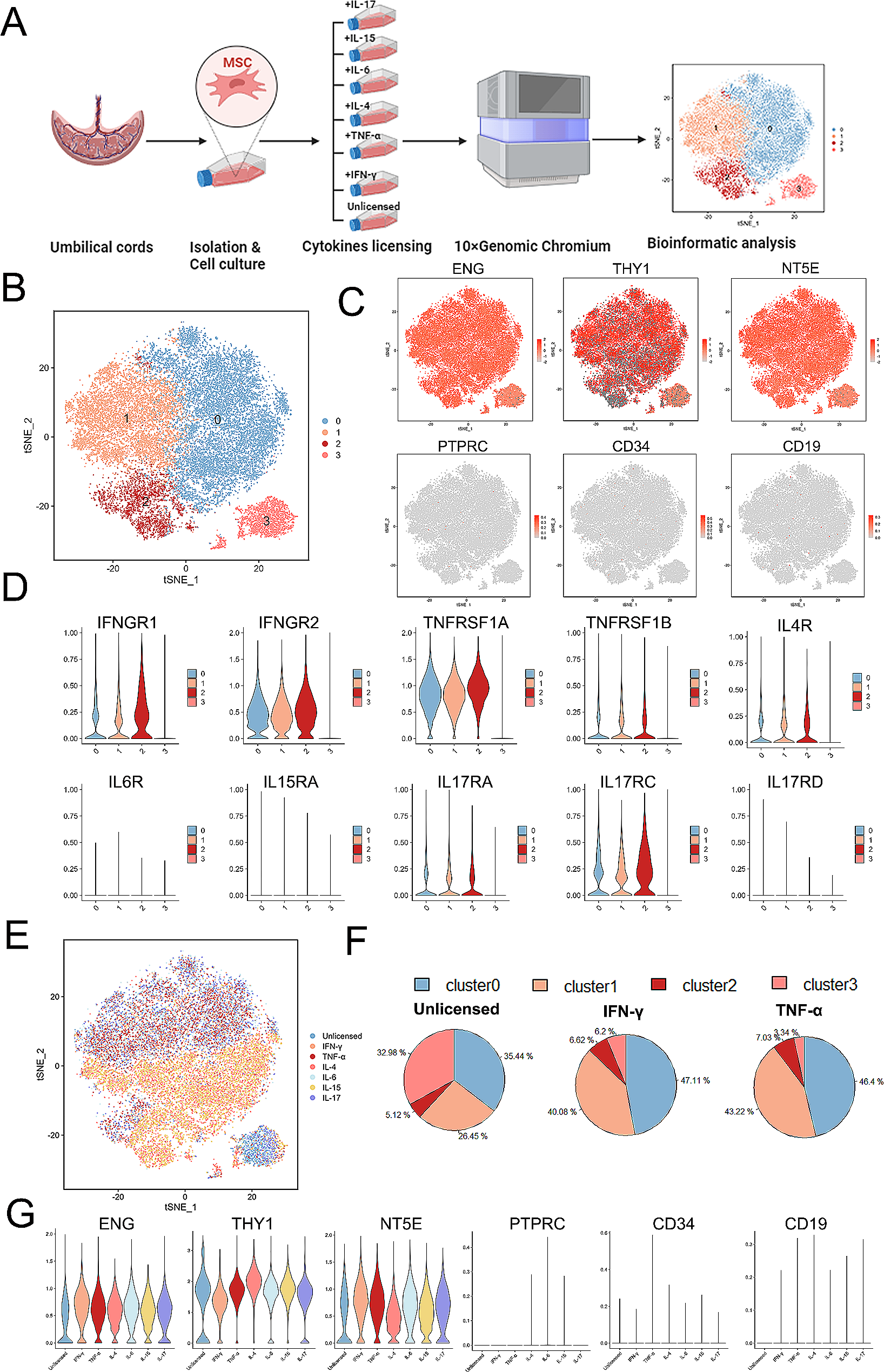 Unveiling the functional heterogeneity of cytokine-primed human umbilical cord mesenchymal stem cells through single-cell RNA sequencing