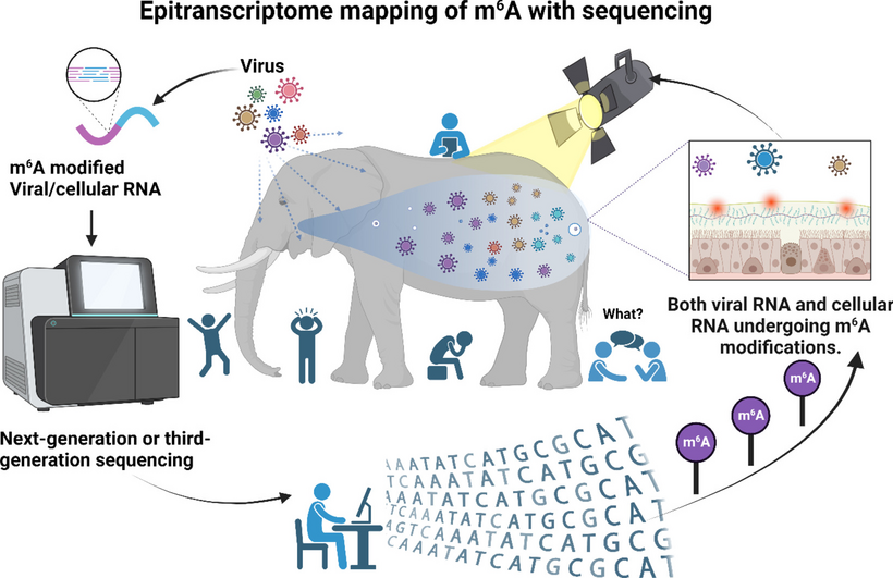Decoding epitranscriptomic regulation of viral infection: mapping of RNA N6-methyladenosine by advanced sequencing technologies