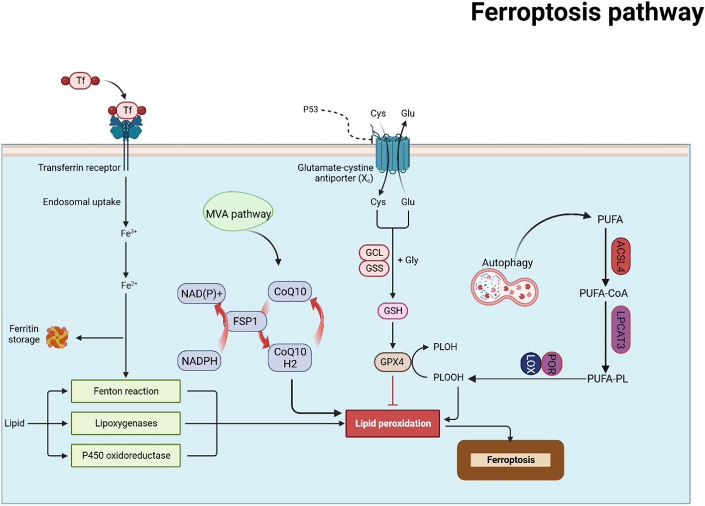 Role of ferroptosis and ferroptosis-related long non'coding RNA in breast cancer