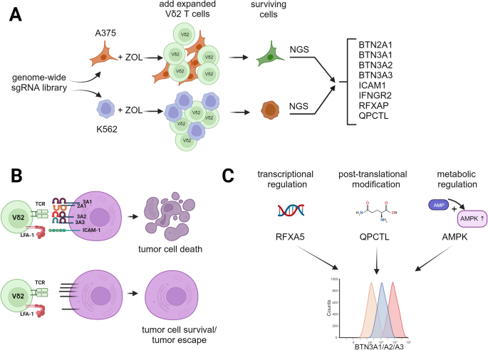 Novel insights into regulation of butyrophilin molecules: critical components of cancer immunosurveillance by γδ T cells