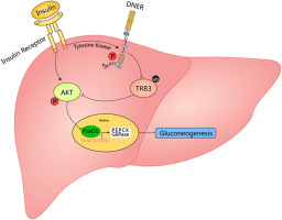 Tyrosine-phosphorylated DNER sensitizes insulin signaling in hepatic gluconeogenesis by inducing proteasomal degradation of TRB3
