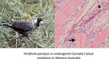 Gross and histopathological findings in hindlimb paralysis syndrome in wild Carnaby's black cockatoos (Zanda laitirostris)